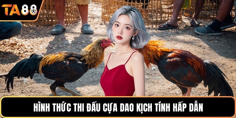 Hình thức thi đấu cựa dao kịch tính hấp dẫn