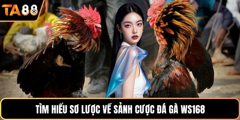 Tìm hiểu sơ lược về sảnh cược đá gà WS168